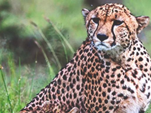 Madhya Pradesh cites 'national security' to deny information on cheetahs | India News - Times of India