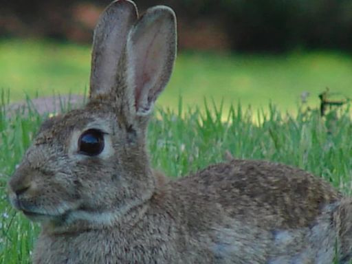 Liebres vs conejos, ¿qué diferencias existen entre los dos animales?