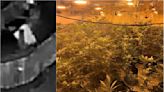 Thermal image drone helps bust cannabis farm harvesting 150 plants | ITV News