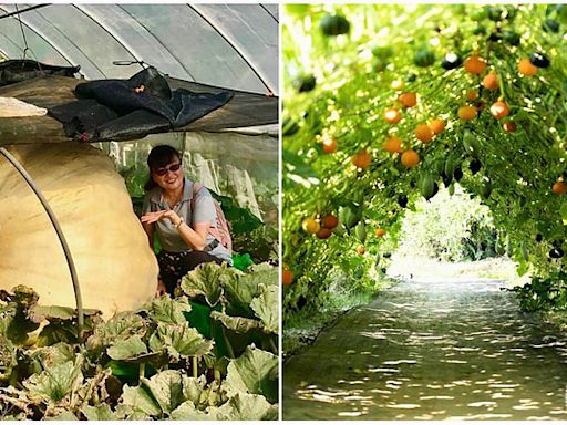 淡水熱門拍照景點 9座5色南瓜隧道吸睛 | 蕃新聞