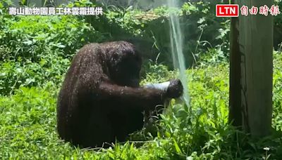 壽山動物園紅毛猩猩俐落擰毛巾 遊客媽笑家人：你們3個比她還糟糕（壽山動物園員工林雲霜提供） - 自由電子報影音頻道