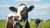 Sweet Ways Sanctuary Cows Show They’re Happy Are Warming People’s Hearts