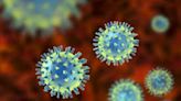 Pakistan Reports 13th Case Of Congo Virus | All You Need To Know About The Virus, Symptoms