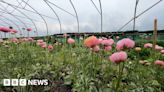 The Bristol flower farm helping tackle food poverty