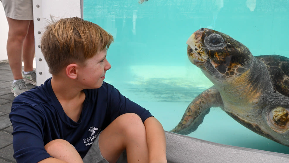 Loggerhead Marinelife Center battles iconic landmarks for top U.S. free attraction