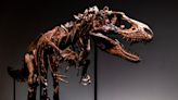 76 million-year-old dinosaur skeleton in 'pristine' condition to be auctioned in NYC