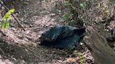 ‘What are the chances that you’re running into a bear in a bag?’: Arlington woman speaks on gruesome discovery - WTOP News