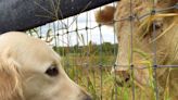 Golden Retriever Puppy Giving Zebu Calf Kisses Is Too Cute To Handle