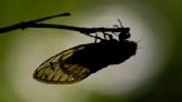 How do cicadas make their signature sound, so eerie and amazingly loud?