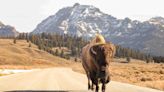 83-year-old woman gored by bison in Yellowstone