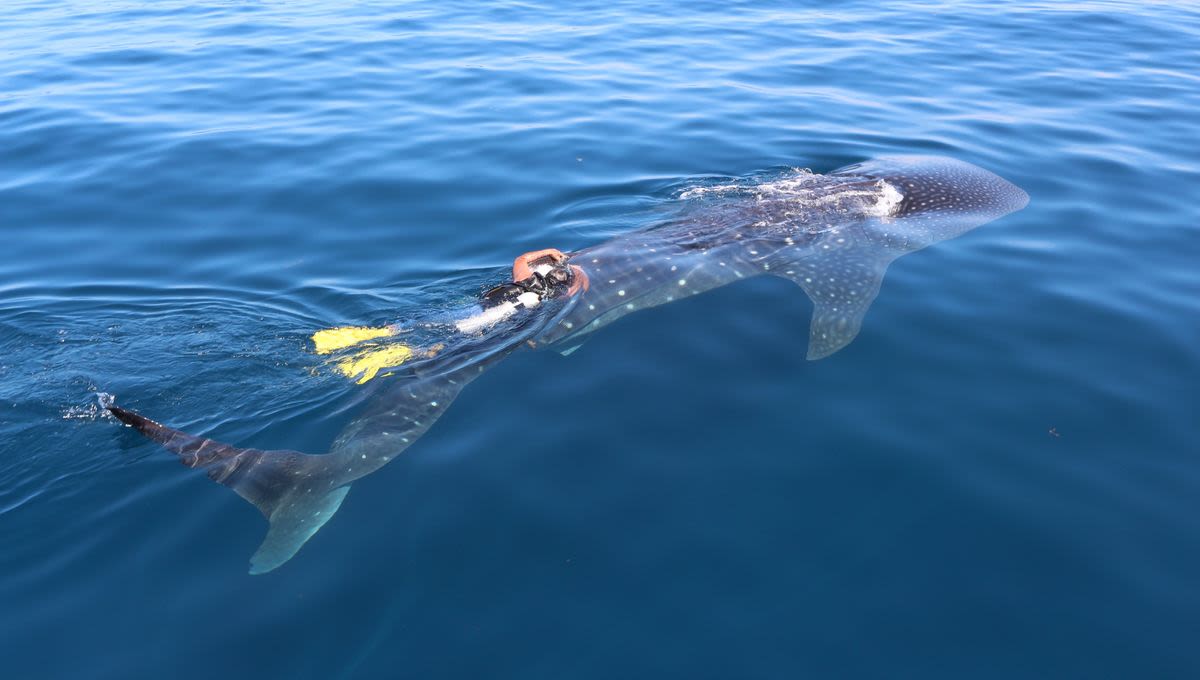 Whale Shark “Rio Lady” Tracked For Record-Breaking 4 Years In Gulf of Mexico