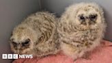 Rescued owls 'better off left in wild' says Ashburton trust