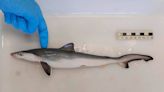 Brasil: Tiburones dan positivo en pruebas de cocaína