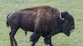 Man arrested after allegedly kicking bison, getting injured in Yellowstone