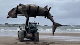 Giant 24ft shark washes up on UK beach, as huge fish is forklifted