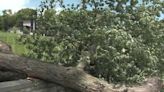 Overnight storm in Waukesha County topples nearly 200 trees