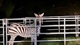 After six days, North Bend zebra finally corralled, but method questioned by locals