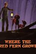 Where the Red Fern Grows (1974 film)