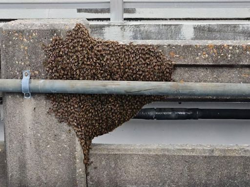 Bees swarm the Bailey Bridge in Lynn Haven