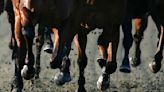 Win, place or show? Ely and Elko horse races get final approval