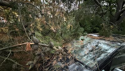 PICTURES: Car damaged after large branch falls from tree