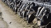 Person tests positive for bird flu in the US after contact with dairy cows