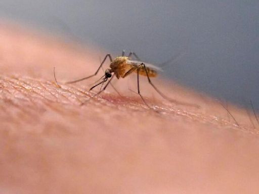 First mosquito-related West Nile virus death in years reported in the Bay Area