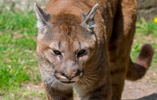 Several reports of mountain lion sighted in San Jose neighborhood