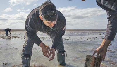 Biólogo marino insta a conservar los bosques de algas en la Patagonia