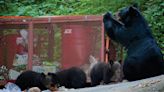 With fall comes increased bear activity in Western North Carolina. Here's what to know