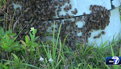 Lehigh Acres resident faces bee swarm outside home