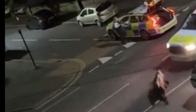 Outrage as police car filmed ramming escaped cow sending it flying down road