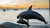 México registra 13 vaquitas marinas; siguen en peligro de extinción