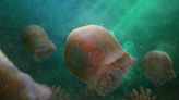 Researchers announce Pac-Man ghost-shaped jellyfish is the oldest in fossil record