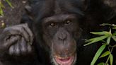 Zoo Chimpanzee Dies After Suffering Injuries in Fight with Other Primates at Facility