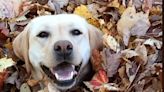 Watch Stella, the Labrador Retriever Whose Leaf-pile Bombing Enthralls Us Each Fall