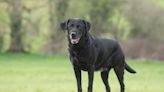 Senior Rescue Lab's Impressive Weight Loss Inspires Us to Hit the Gym