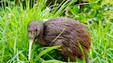 Zoo Miami apologizes after treatment of Kiwi bird sparks outrage