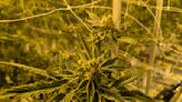 Nebraska AG Hilgers joins opposition to reclassifying weed as less-dangerous drug