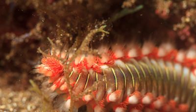 Destripa peces y se regenera si lo cortan: el gusano de fuego que se multiplica en el Mediterráneo