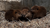 New Bedford's Buttonwood Park Zoo welcomes baby beavers | ABC6