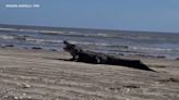 VIDEO: Massive alligator chomps down on fish at beach