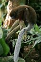 Titi monkey