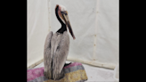 ‘Blue’ the pelican gets life-saving surgery after pouch is slashed from ‘base to the tip’