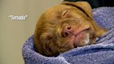‘Tornado litter’: 6 survivor puppies need a new home
