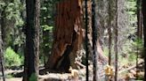 'A lot of hope': US Forest Service announces plans to protect giant sequoias from wildfires