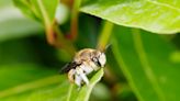 Bees manipulate plants into flowering early by intentionally damaging them