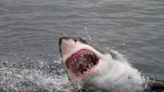California Shark Attack Victim Punched It In The Face Before He Was Rescued | iHeart