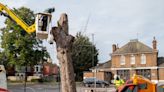 North Carolina homeowner left panicked after HOA chops down heritage tree in neighborhood: ‘It’s very special’