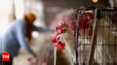 ​Bird flu restricts McDonald's breakfast hours in Australia: What we know so far - Times of India